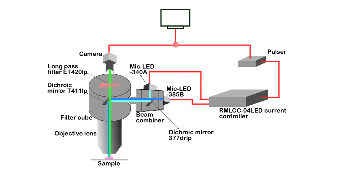 Dynamic ratiometric imaging enabled using Prizmatix LEDs