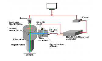 Dynamic ratiometric imaging enabled using Prizmatix LEDs
