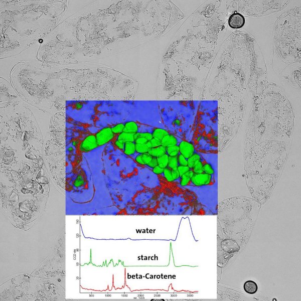 White-light microscopy and colour-coded Raman image overlay of a sample