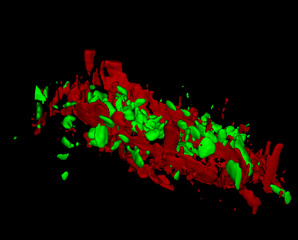 Pressed banana pulp sample: Starch grains (green) and cell wall components (red)