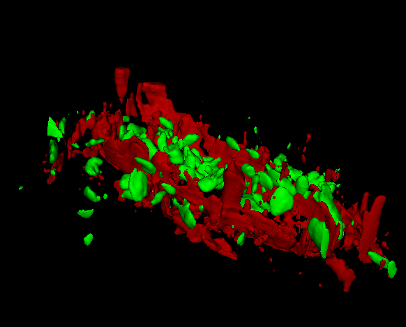 Pressed banana pulp sample: Starch grains (green) and cell wall components (red) Pressed banana pulp sample: Starch grains (green) and cell wall components (red)